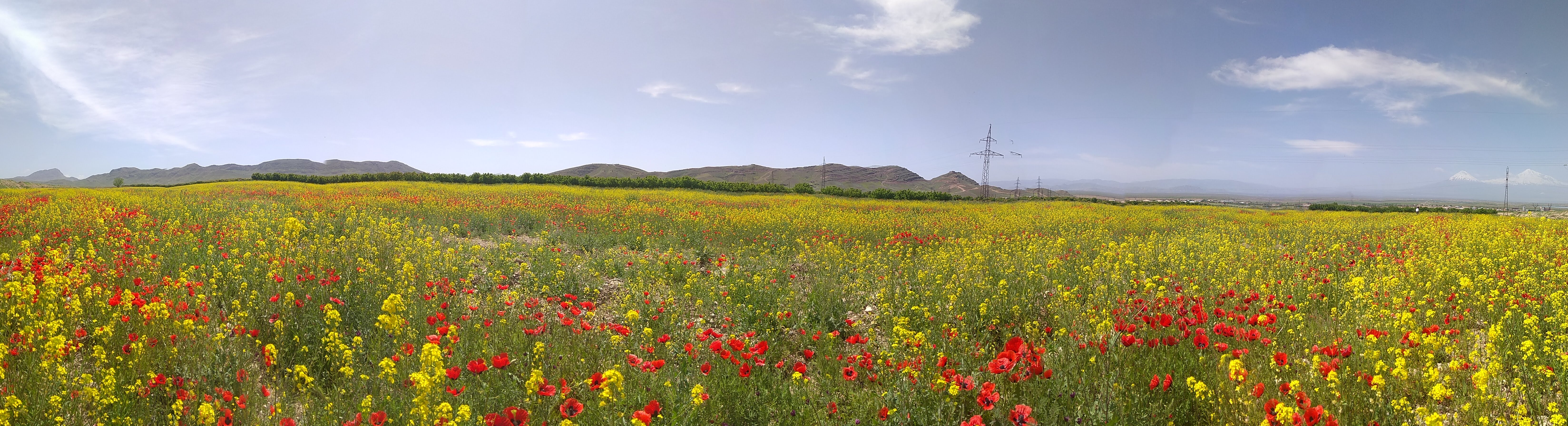 Poppy fields in the Ararat valley