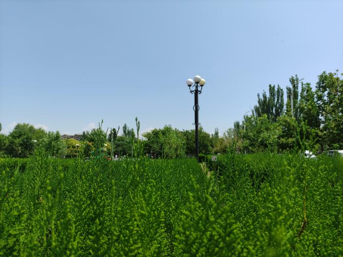 Summer in the park
