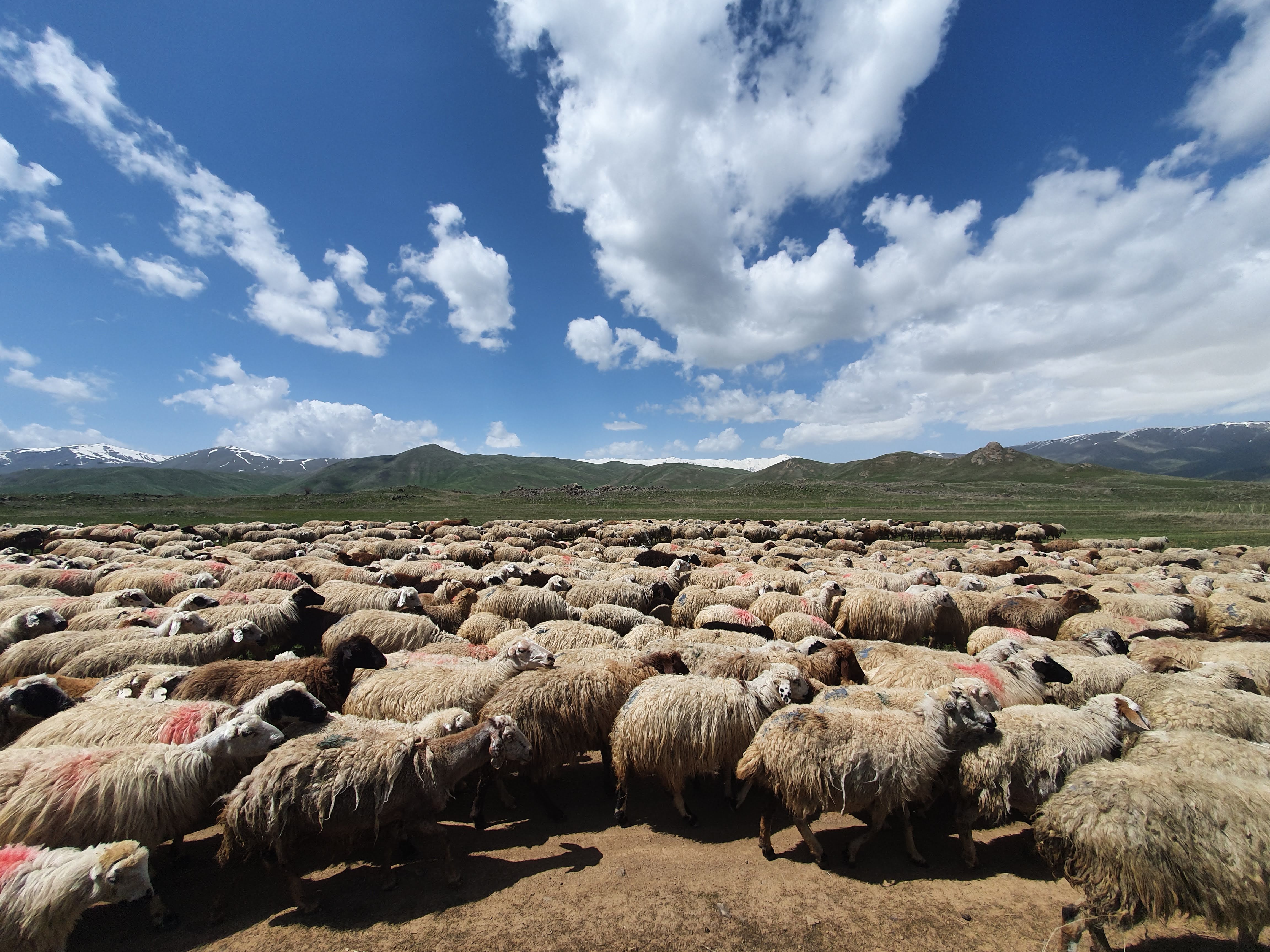 Flock on the highland plateau